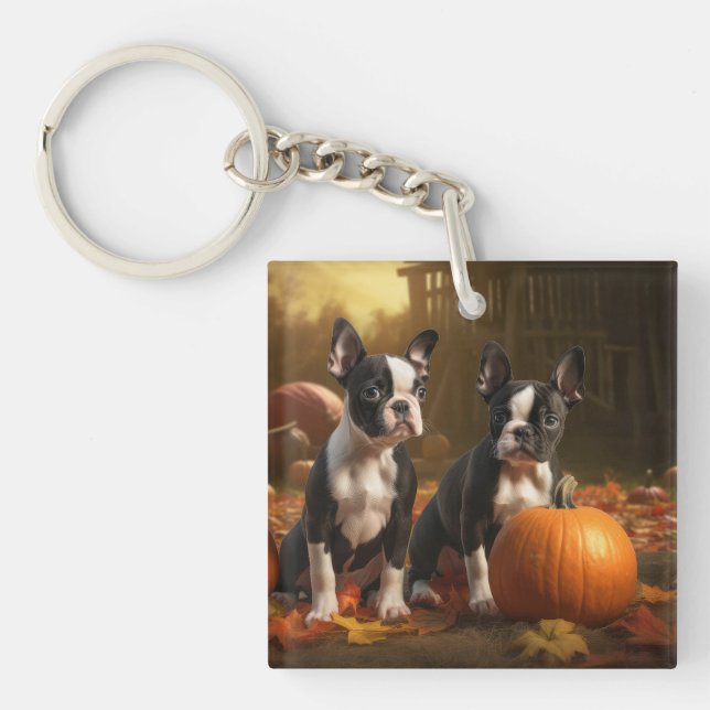 Boston Terrier Valp Höstglädje Pumpa (Framsidan)