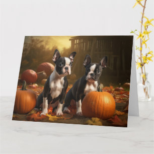Boston Terrier Valp Höstglädje Pumpa Kort