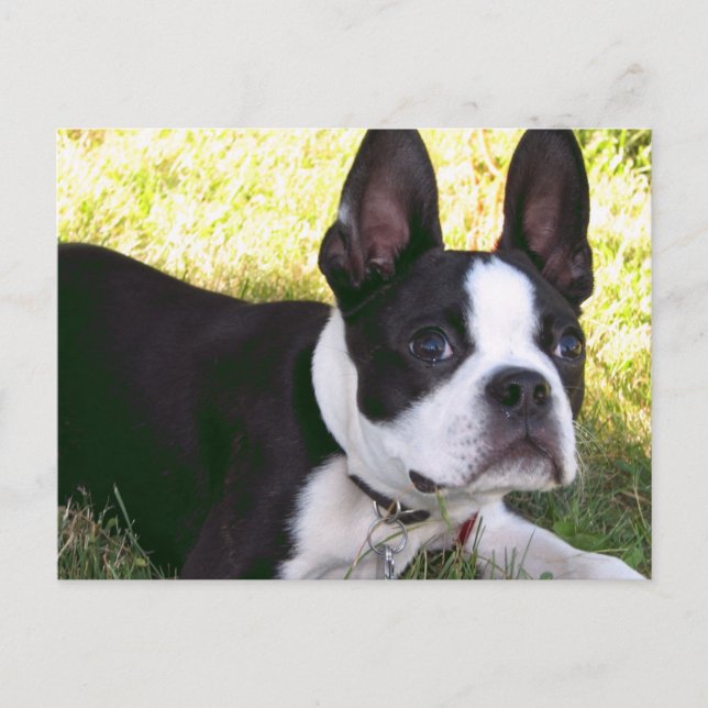 Boston Terrier Valp Postcard Vykort (Framsida)