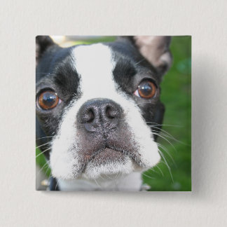 Boston Terrier Valp Square-knapp Knapp