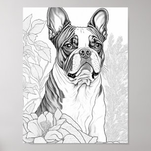 Boston Terrier Vuxen Coloring Poster