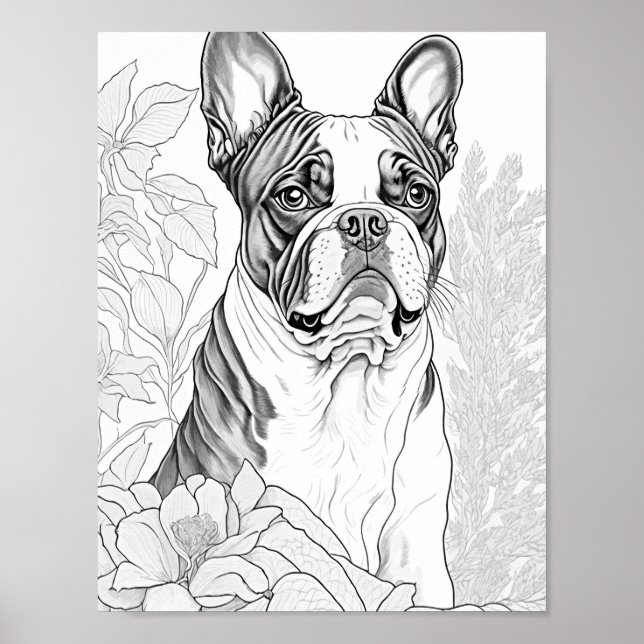 Boston Terrier Vuxen Coloring Poster (Framsidan)