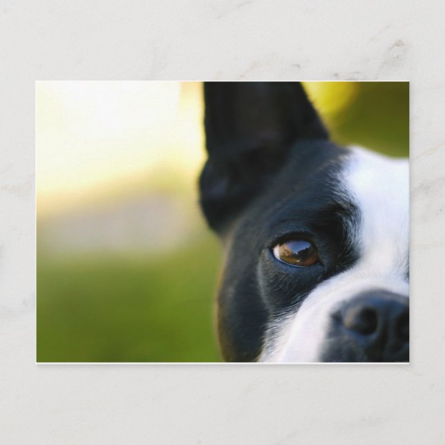 Boston Terrier Vykort (Framsida)