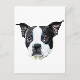 Boston Terrier Vykort