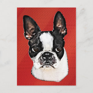 Boston Terrier Vykort