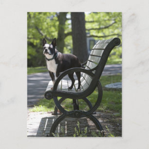 Boston Terrier Vykort