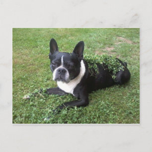boston terrier vykort