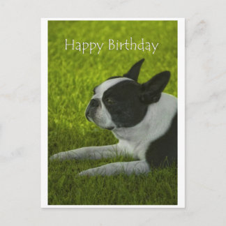 Boston Terrier Vykort