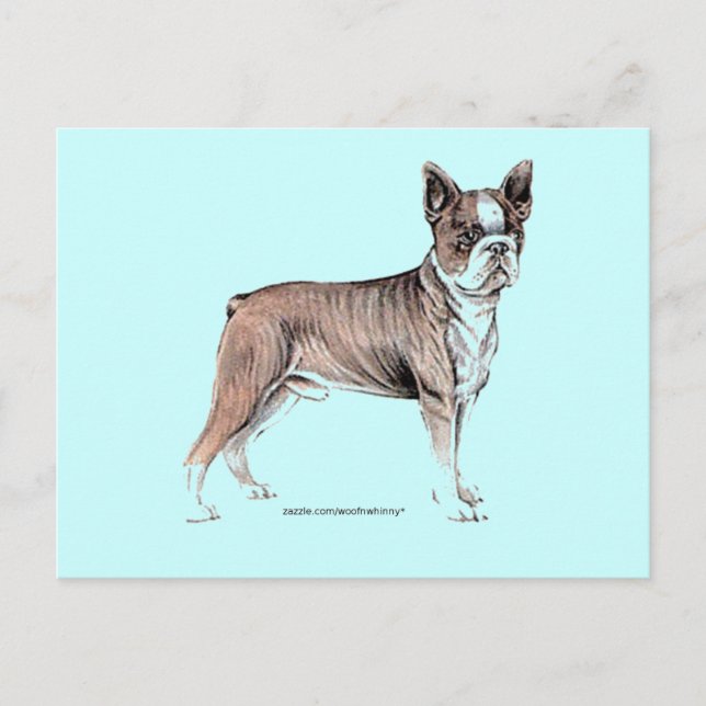 Boston Terrier Vykort (Framsida)