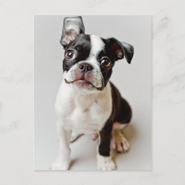 Boston Terrier Vykort (Framsida)