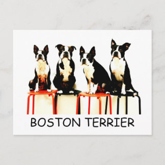 BOSTON TERRIER VYKORT