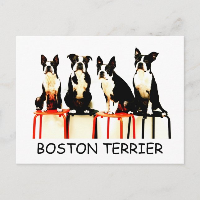 BOSTON TERRIER VYKORT (Framsida)