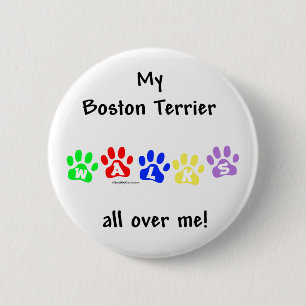 Boston Terrier Walks All Over Me - knapp