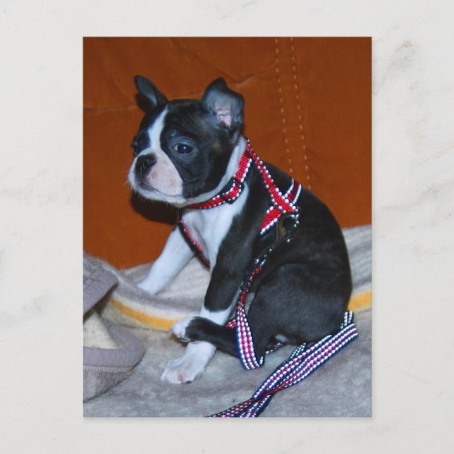 Boston Terrier Welpe Vykort (Framsida)