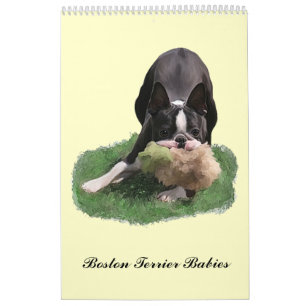 Boston Terrierbabyar Kalender