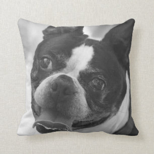 Boston terrierfoto kudde