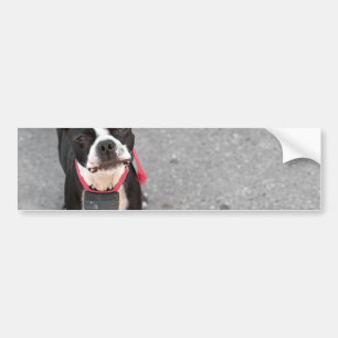 Boston Terrierhund Bildekal