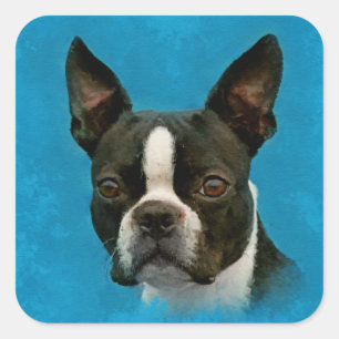 Boston Terrierhund Fyrkantigt Klistermärke