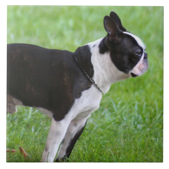 Boston Terrierhund Kakelplatta (Framsidan)