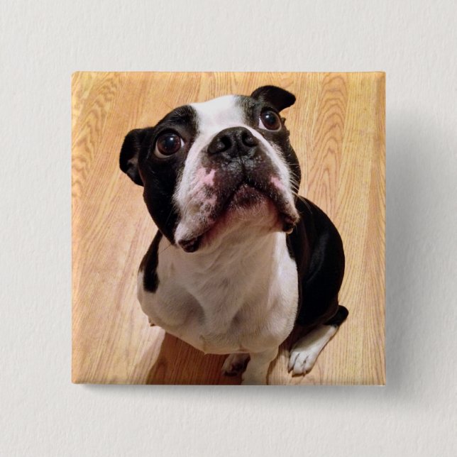 Boston Terrierhund Knapp (Framsida)