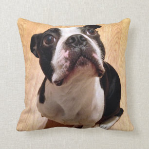 Boston Terrierhund Kudde