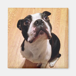 Boston Terrierhund Magnet
