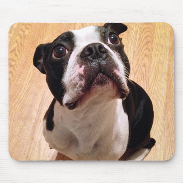 Boston Terrierhund Musmatta (Framsidan)
