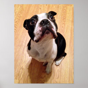 Boston Terrierhund Poster