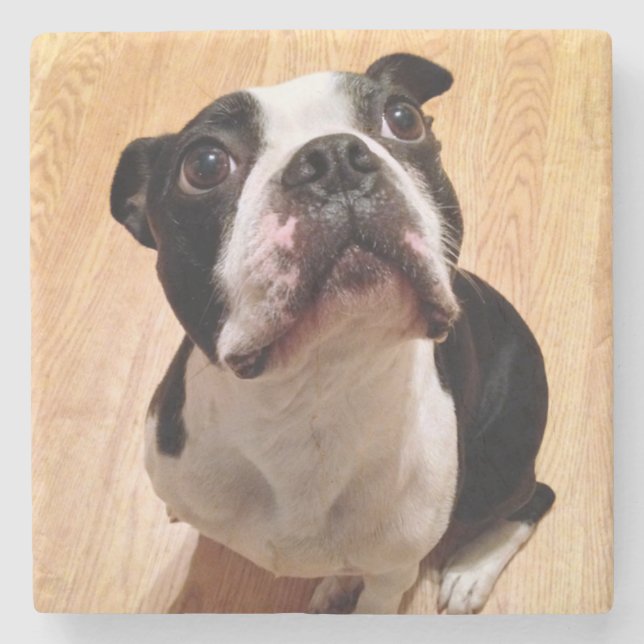 Boston Terrierhund Stenunderlägg (Framsidan)