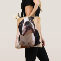 Boston Terrierhund