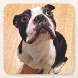 Boston Terrierhund Underlägg Papper Kvadrat