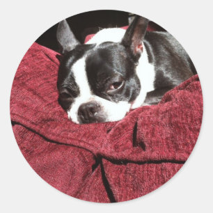 Boston Terrierjärnek Runt Klistermärke
