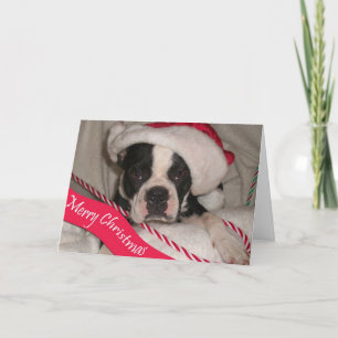 Boston Terrierjulkort Helgkort