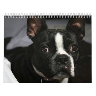Boston Terrierkalender 2009 Kalender
