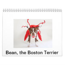 Boston Terrierkalender 2015