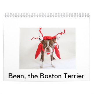 Boston Terrierkalender 2015 Kalender