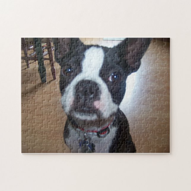 BOSTON TERRIERPUSSEL PUSSEL (Horisontell)