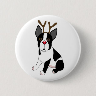 Boston Terrierren Knapp