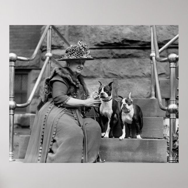 Boston Terriers, 1920-talet Poster (Framsidan)