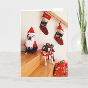 Boston terriers i juldräkter helgkort