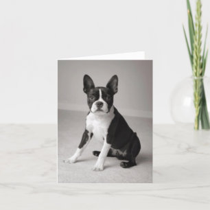Boston Terriersitta noterar kortet Kort