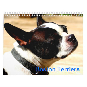 Boston Terrierskalender Kalender