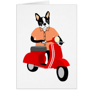 Boston Terriersparkcykel Hälsningskort