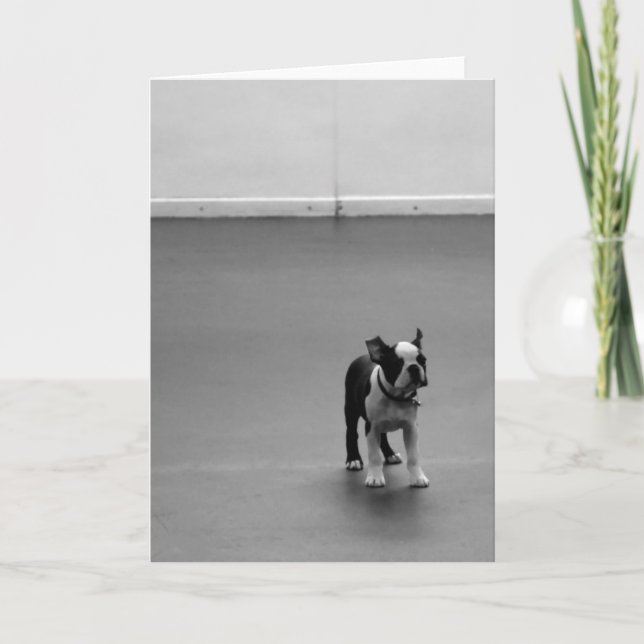 Boston Terriervalp DRU Kort (Framsida)