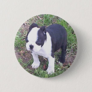 Boston Terriervalp Knapp