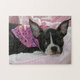 Boston Terriervalp Pussel