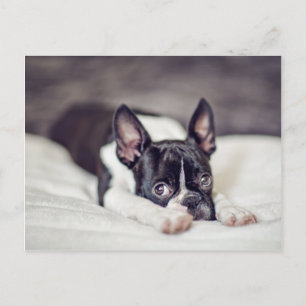 Boston Terriervalp Vykort