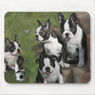 Boston Terriervalpar Musmatta