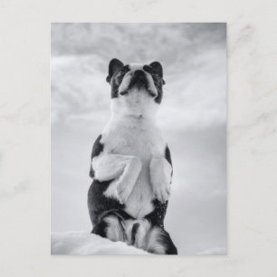 Boston Terrior Praying Vykort