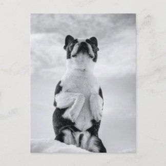 Boston Terrior Praying Vykort